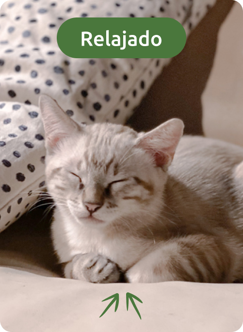 lenguaje corporal del gato