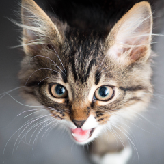 Image Link For ¿Vuestro gato os despierta con maullidos?
