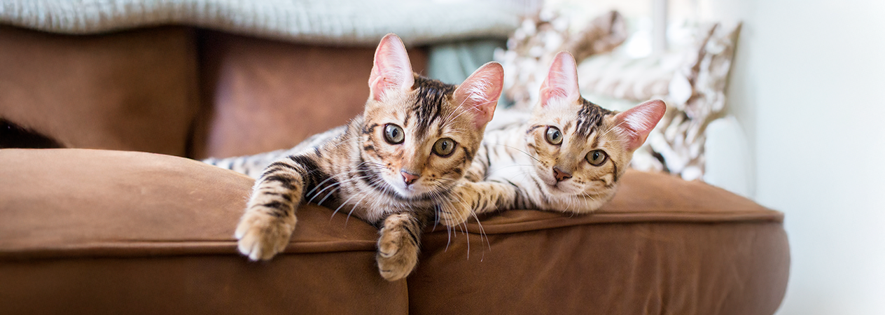 Dos gatos en el sofá