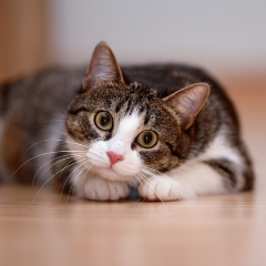 Image Link For Cómo entender y cuidar del bienestar de tu gato: 9 señales de un gato feliz