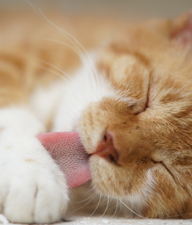 Image Link For Bolas de pelo en gatos: causas y prevenci&oacute;n