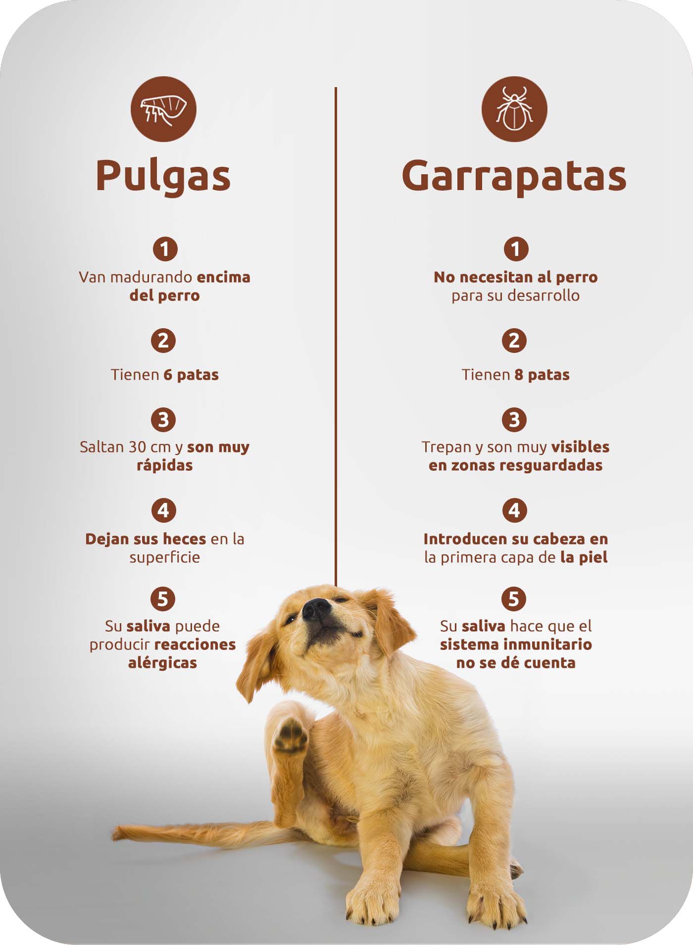 Diferencias entre pulgas y garrapatas