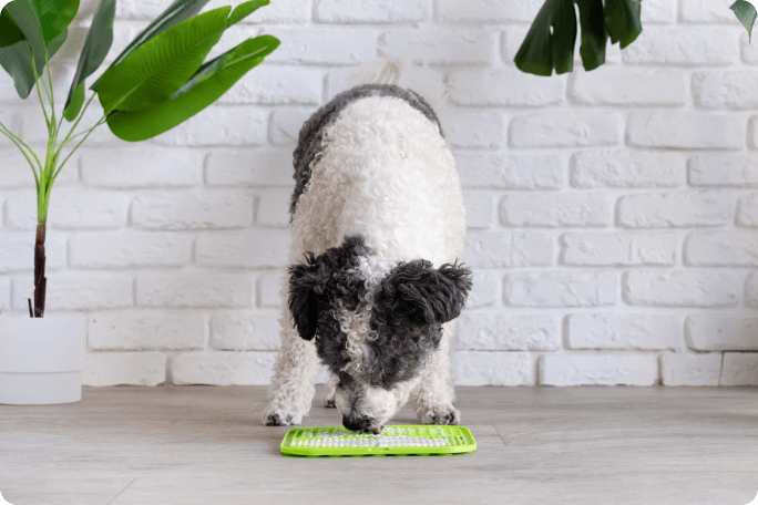 Perro con juguete interactivo para comer