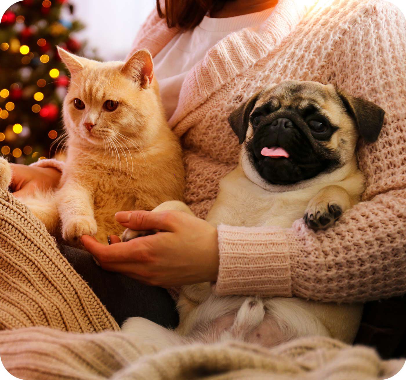 gato y perro navidad