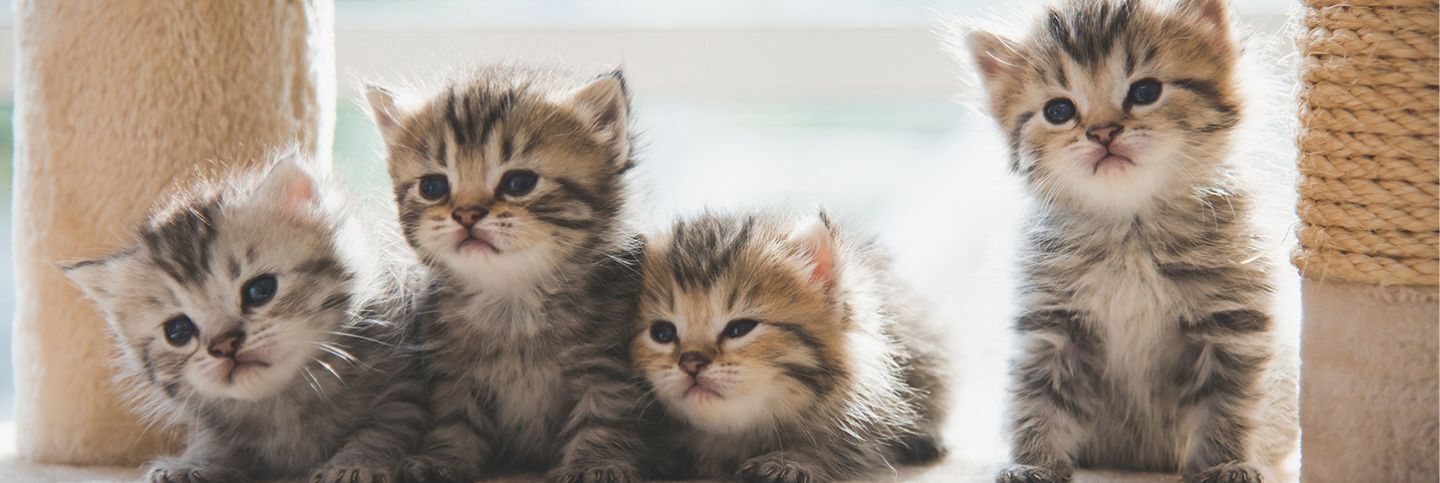 El destete de gatos ¿cómo y cuándo debe ser?