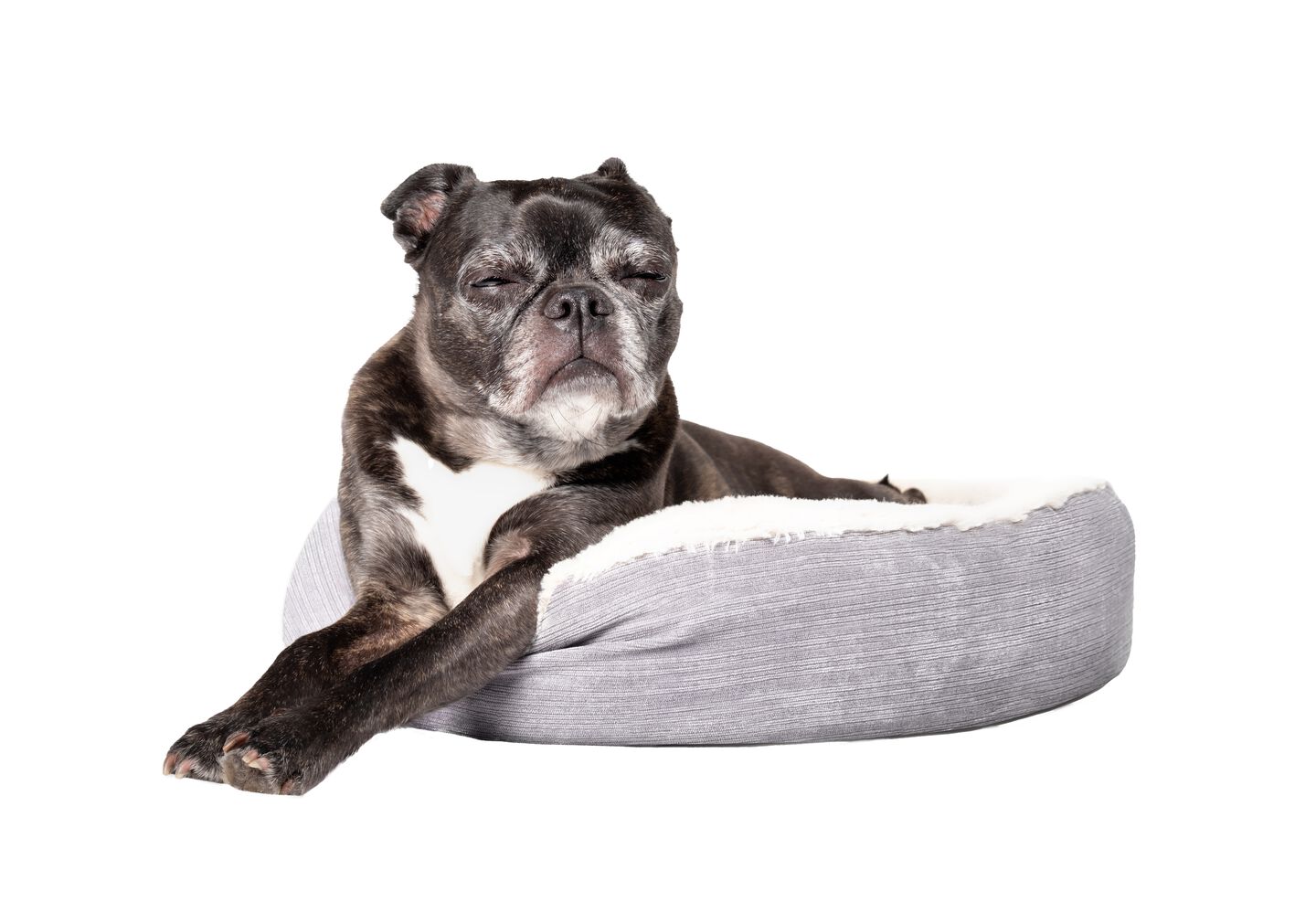 Perro descansando