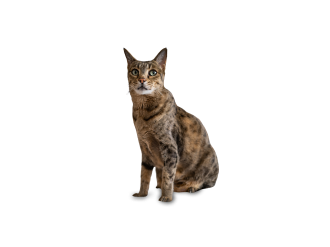 Gato Ashera