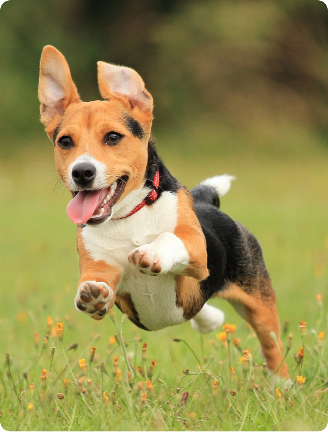 cachorro corriendo