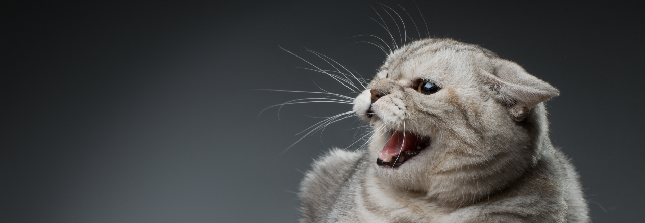 Image Link For Orejas del gato: qu&eacute; significan sus movimientos