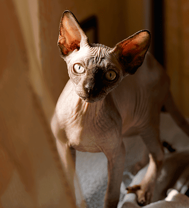 Image Link For Razas de gatos sin pelo: c&oacute;mo cuidar su salud y bienestar 