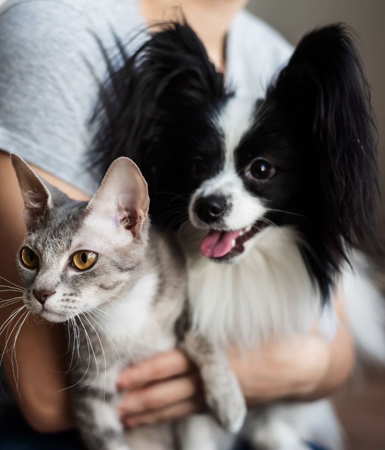 Image Link For Beneficios de tener perros o gatos