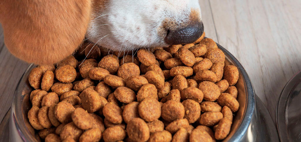 Image Link For Cereales en el pienso de perro: ¿qué beneficios aportan?