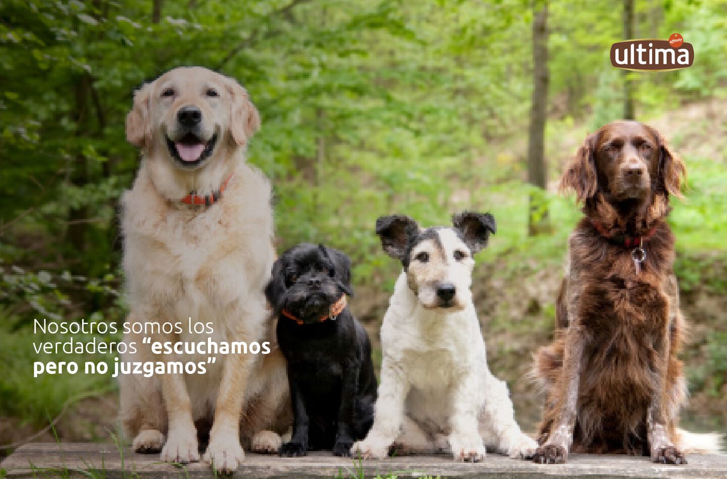 Cuatro perritos sentados en fila