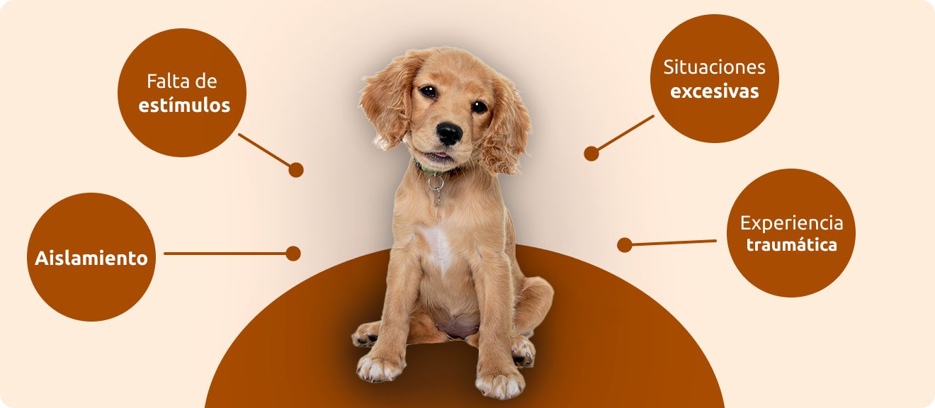 Errores más comunes durante la socialización del cachorro