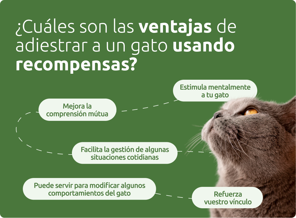 Ventajas de adiestrar a un gato usando recompensas