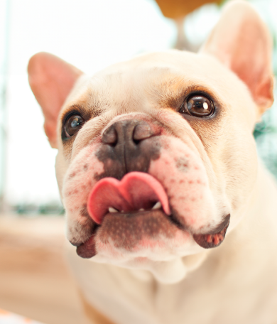 Image Link For &iquest;Qu&eacute; alimentos son buenos para los perros?