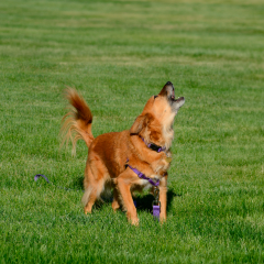 Image Link For Perros que ladran mucho: consejos