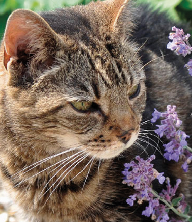 Image Link For Catnip o hierba para gatos, &iquest;qu&eacute; es?