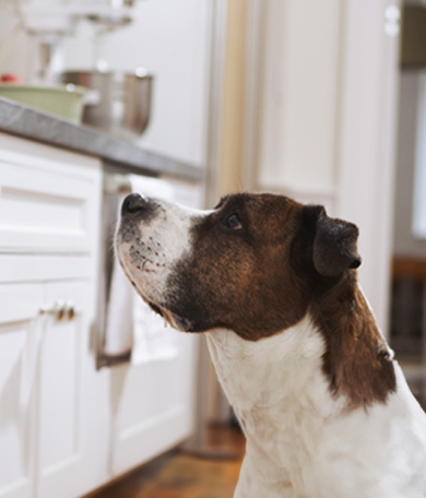 Image Link For Hay comida que tu perro debe evitar