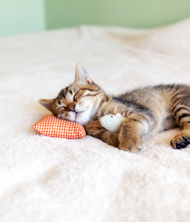 Image Link For ¿Cómo alimentar a un gatito recién nacido?