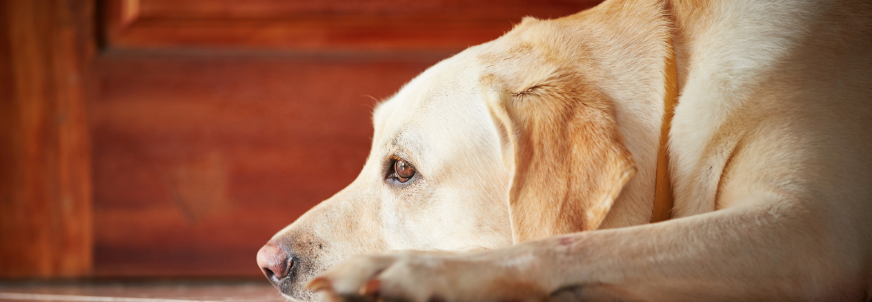 Image Link For Mi perro ladra cuando est&aacute; solo: &iquest;qu&eacute; puedo hacer?