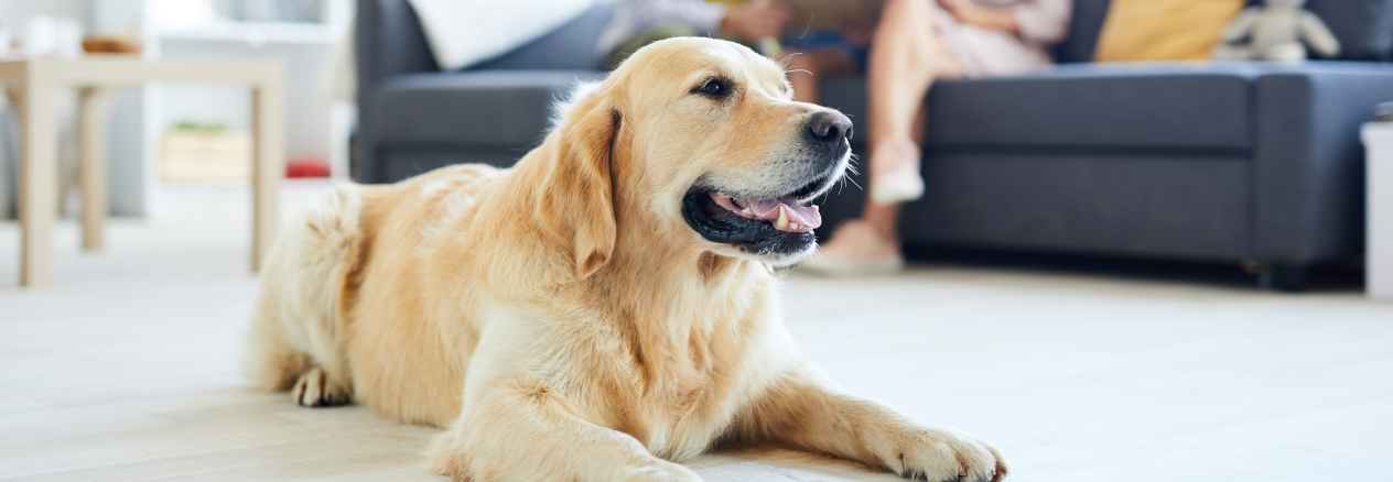 Image Link For &iquest;Cu&aacute;les son los mejores perros para ni&ntilde;os?