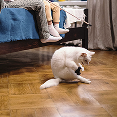 Image Link For ¿Cómo conseguir que nuestros gatos jueguen más?