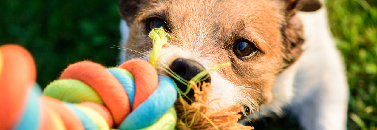 Image Link For &iquest;Juegos para perros? Mejora su salud f&iacute;sica y mental