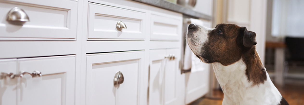 Image Link For Hay comida que tu perro debe evitar