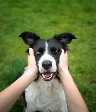 Image Link For C&oacute;mo limpiar los dientes a tu perro