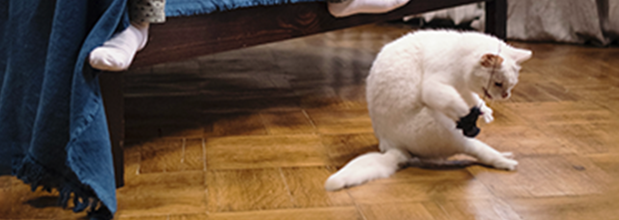 Image Link For &iquest;C&oacute;mo conseguir que nuestros gatos jueguen m&aacute;s?