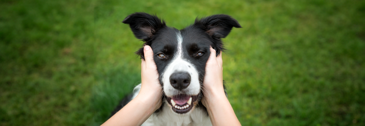 Image Link For C&oacute;mo limpiar los dientes a tu perro