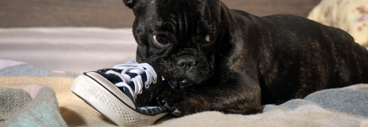 Image Link For C&oacute;mo educar a un cachorro, la gu&iacute;a definitiva