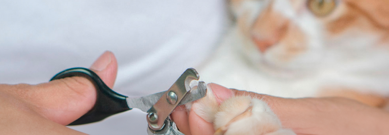 Image Link For C&oacute;mo cortar las u&ntilde;as a tu gato