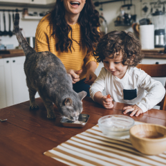 Image Link For Los 8 alimentos prohibidos para gatos