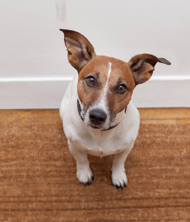 Image Link For Adoptar un perro: lo que necesitas saber y preparar antes de su llegada