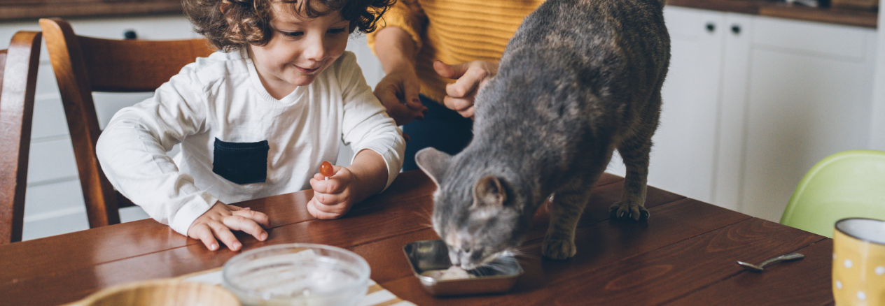 Image Link For Los 8 alimentos prohibidos para gatos