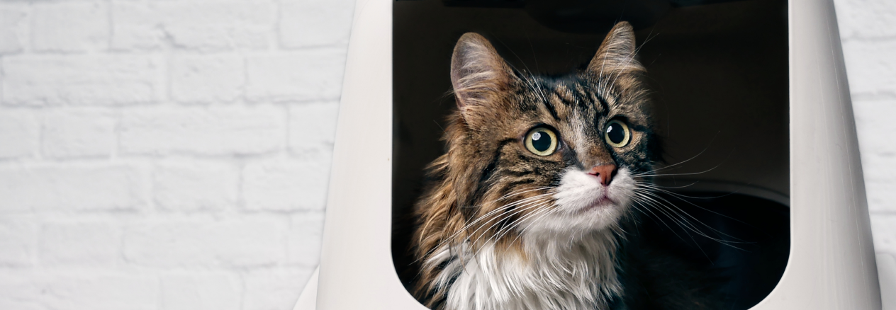 Image Link For La importancia del arenero del gato