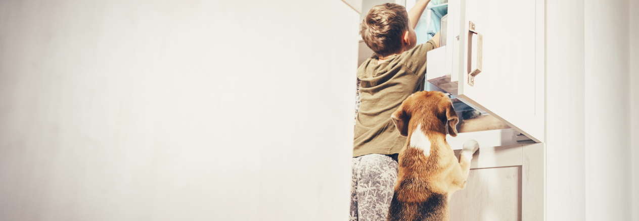 Image Link For Los 8 alimentos perjudiciales prohibidos para perro