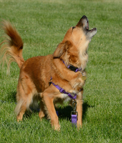 Image Link For Perros que ladran mucho: consejos