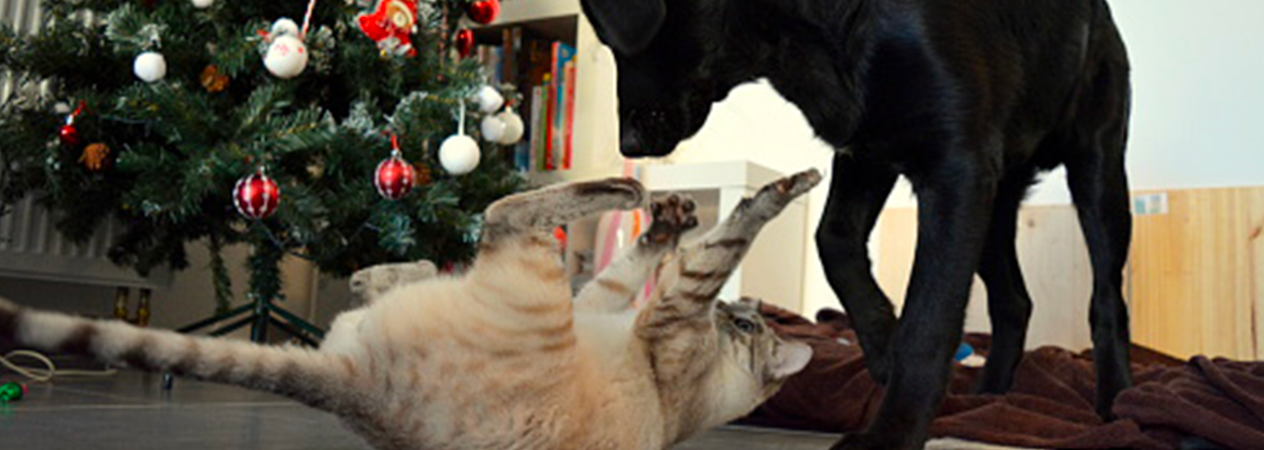 perros navidad