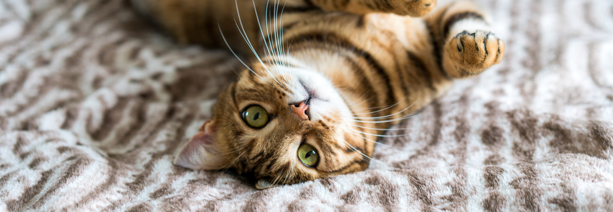 Image Link For Etapas de la vida de tu gato: desde gatito hasta senior