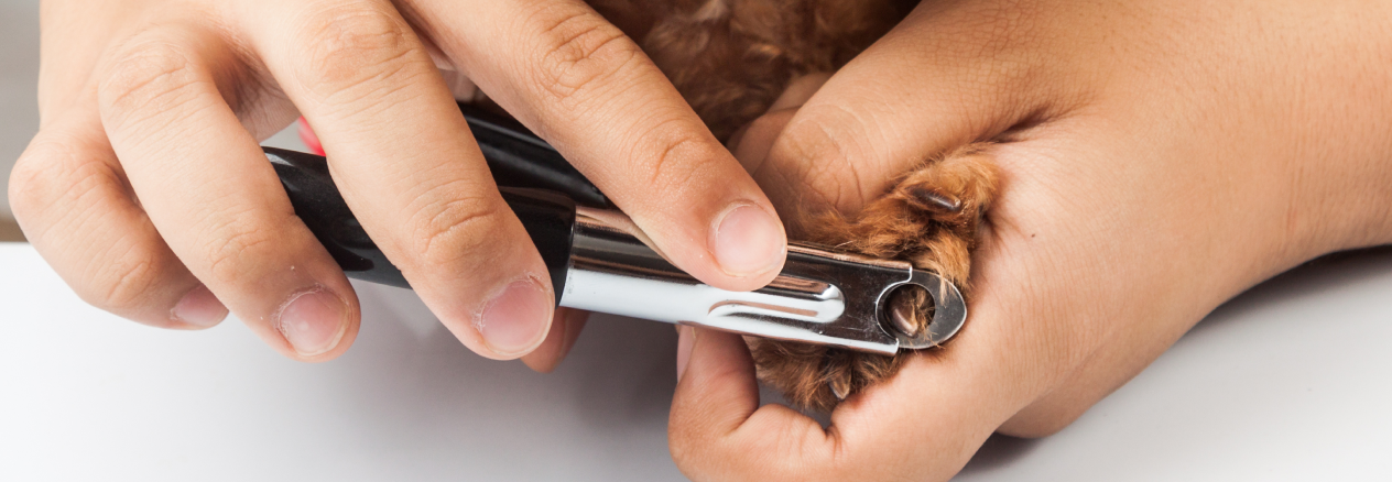 Image Link For C&oacute;mo cortar las u&ntilde;as a tu perro