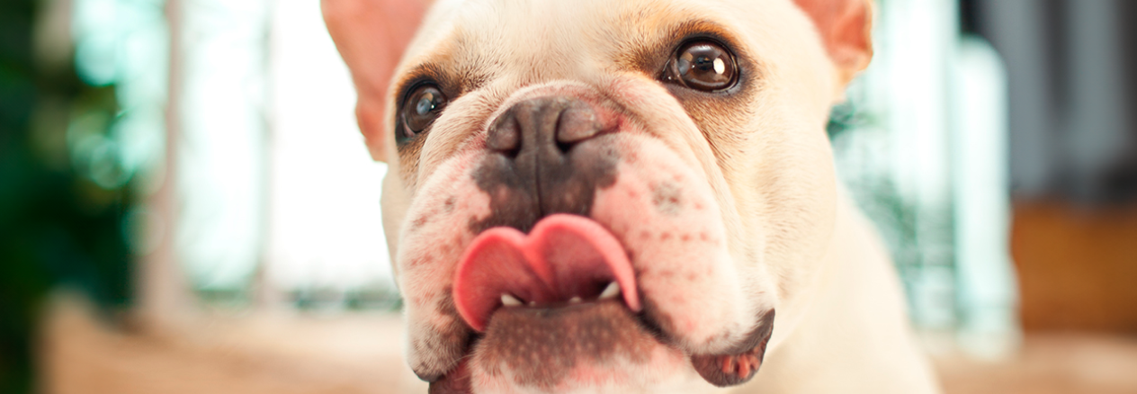 Image Link For &iquest;Qu&eacute; alimentos son buenos para los perros?