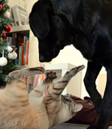 Image Link For D&iacute;as de celebraciones de Navidad en casa: c&oacute;mo preparar a tu perro o gato