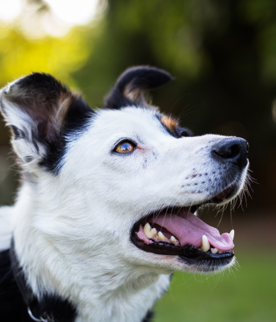 Image Link For Mi perro no me hace caso durante el paseo: &iquest;qu&eacute; puedo hacer?