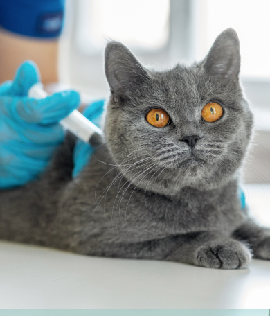 Image Link For Calendario de vacunas para gatitos