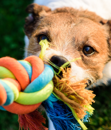 Image Link For &iquest;Juegos para perros? Mejora su salud f&iacute;sica y mental