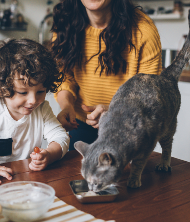 Image Link For Los 8 alimentos prohibidos para gatos