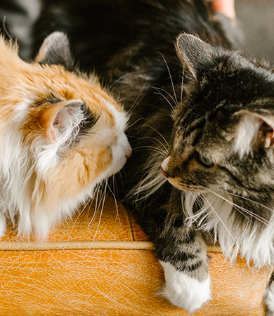 Image Link For &iquest;El catnip es bueno para mi gato?